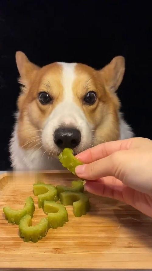 网红和狗吃瓜,吃瓜群众的欢乐盛宴  第3张