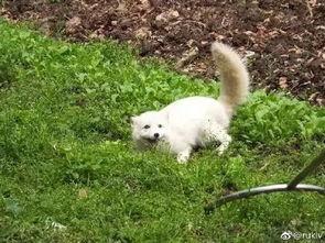 跳白狐的女孩爆料视频,爆料视频背后的惊人真相  第1张